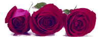 Rosen zur Hochzeit. Der passende Blumenschmuck ist genauso wichtig wie die Musik bei der Hochzeit